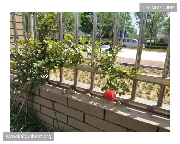 开云体育官方登录入口：详细步骤帮助新用户轻松完成登录流程